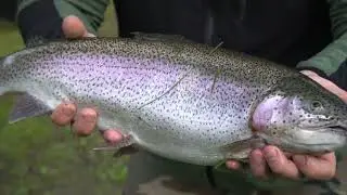 Lago Mure - Pesca alla trota