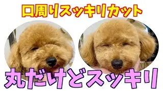 口周り短めのカットで全体丸だけどスッキリ☆【トイプードルのテディベアカット：トリミング】