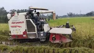 rice harvesting 92 