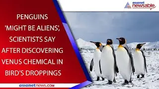 Penguins 'Might Be Aliens', Scientists Say After Tracing Venus Chemical In Droppings