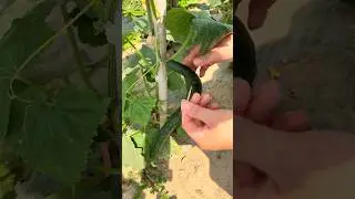 Simple Cucumber Straightening Trick #farmingtech @RomFarm