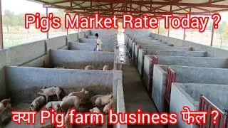 Pig's Market Rate Today ? क्या Pig farming business फेल ? #live #shortfeed #viral #trending #pig