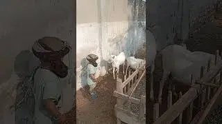 ganja larka aur barbari Bakri Hussaini TV per