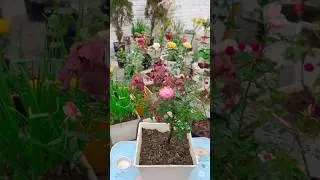 Miniature Rose Care 🌹 | Gudai Khaad Watering | Rose Plant Tips#shorts #minature rose #gardening