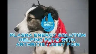 Plasma Energy Solution Pets With Joint Pain