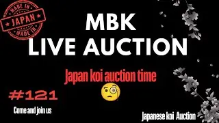 Live Japanese koi auction #121