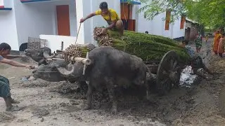 Never Seen this Moment!!Buffalo Cart Stuck to Deep Mud || Buffalo Cart Ride to Deep Mud