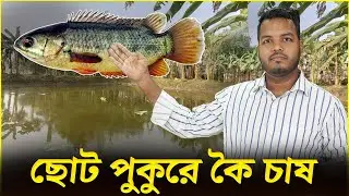 ছোট পুকুরে কৈ চাষ || Shakib AGRO || ভিয়েতনাম কৈ মাছ চাষের বিস্তারিত || ছোট পুকুরে কৈ মাছের সুবিধা