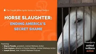 Horse Slaughter   Ending America's Secret Shame