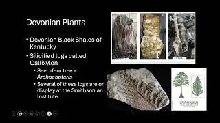 Paleobotany
