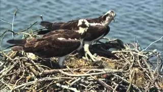 National Geographic   Nature Documentary 2016   Animal Homes Episode 01   The Nest