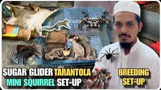 Suger Glider,Tarantula,Mini Squirrel Breeding Set-up Of Maviya