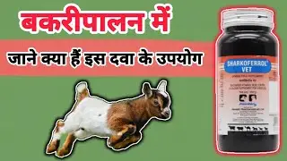 कमजोर बकरी को ताकतवर कैसे बनाएँ ? रोटी पर लगायें ये दवा और देखें चमत्कार! | GOAT FARMING IN INDIA 