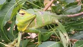Green Garden Lizard   (Katussa in Sinhala)