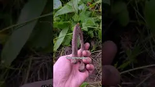 Metal detecting a Medieval Age forest in Finland! #metaldetecting #history #finland #suomi