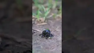 little wild beetle #shorts #documentary #wildlife #ecology #rewilding #biology #animals #insects