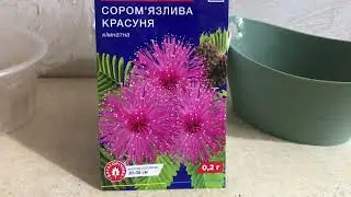 29.12.25 Сіємо мімозу сором’язливу#кімнатнірослини #квіти