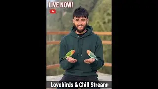 Live Love Birds 🐦 | Peaceful Bird Watching & Relaxing Nature Stream