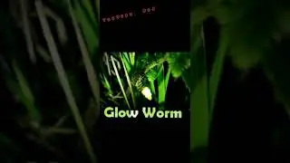 Glow Worm Larva (Lampyris Noctiluca)