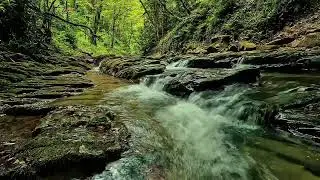 Deep Rest with a River Hidden in the Forest