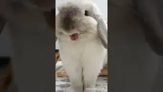 My bunny is the king of the jungle | ROAR 🐰🦁