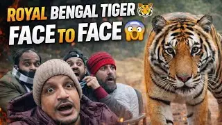 Royal Bengal Tiger Face to Face 🐅 | Bandhavgarh Tiger Safari
