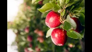 New Zealand Apples & Pears 200 year anniversary