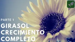 GIRASOL: Siembra Crecimiento y Cuidado Parte 1