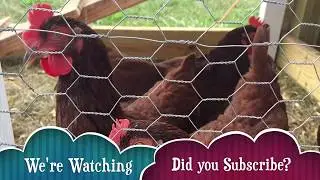 Solar Powered Chicken Coop Part 1 - POWER!