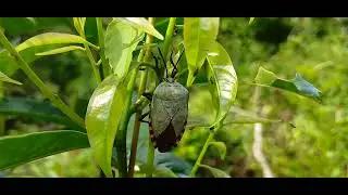 Stunning Shield Bug Discovery in the Wild! | Macro Nature Exploration