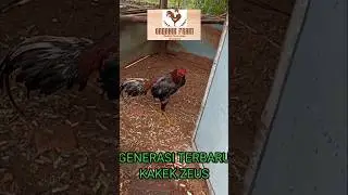 Ayam Genarasi Terbaru Kakek Zeus Anti Mandi Lumpur #Ayam #zeus #mandilumpur #shorts #shortsvideo