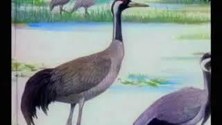common crane- Video Bird Guide