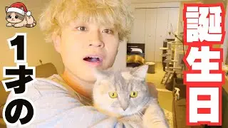 猫に養われる飼い主。笑