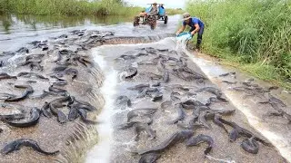 amazing fishing! catch big catfish on the road after raining by hands, easy catch