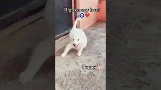 High energy level puppy 🐕🐾 #trending #pets #cutepuppy #viralshort #cute #dog #sound #mentema #edit