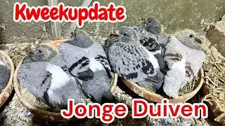 Kweekupdate | Jonge duiven | Postduiven |