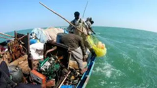 Traditional Jellyfish Hunting by Fishermen