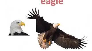 Birds Flashcards| Flashcards for Kids, ESL, EFL Learning