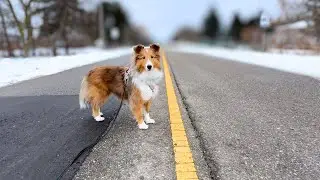 Моя зимняя прогулка с Майли