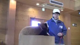 #1-3 Jan 2016 Red panda at Adventure world, Japan