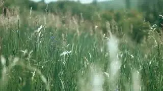 Grass, field, wind free stock video. Free for use & download.