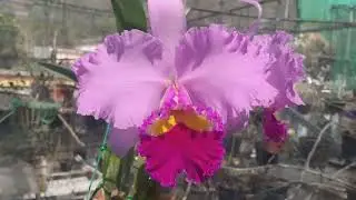 Blc. Pamela Finney.