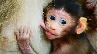 FALLING LOVE WITH YOUR CUTEST FACE BRITTA. SO CUTE BABY DRINK MILK.