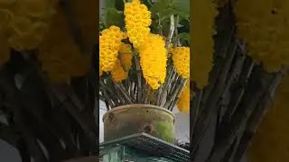 Foi um sucesso a Venda de orqu&iacute;dea na Exposi&ccedil;&atilde;o de Orqu&iacute;deas da AOSP, Dendrobium densiflorum