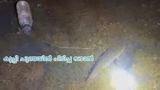 കുപ്പി ചൂണ്ടയിൽ പിടിച്ച വരാൽ  കാഴ്ച Snakehead Fishing Kerala Fishing Spot #fishing #fish #snakehead