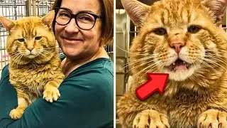 Compassionate Woman Brings Giant Talking Cat To Shelter, Then It Says ONE Astonishing Word!