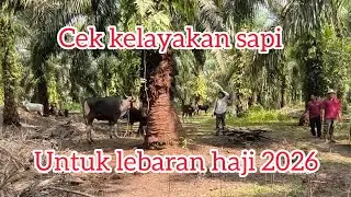 Cek kelayakan sapi untuk lebaran haji 2026
