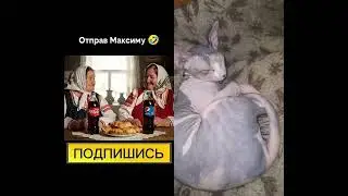 🤣🤣🤣 #юмор #нейросетьзахватитмир #мем #веселыекоты #нейросеть #cat #сфинксы #мемы #собака #дуэт #прик