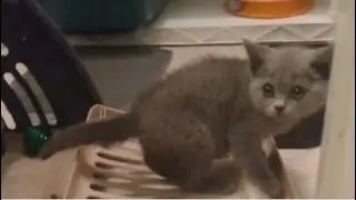 Bringing Home British Shorthair Kitten for the first time!