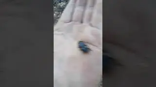 SO CUTE GROUND BEETLE#beetle#ground beetle#shorts@jhanera